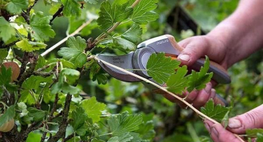 Kdy a jak správně prořezávat angrešt pro dobrou úrodu